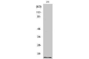 Western Blotting (WB) image for anti-Urotensin 2 (UTS2) (Internal Region) antibody (ABIN3177877) (Urotensin 2 Antikörper  (Internal Region))