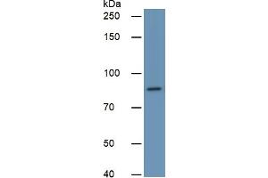 Rabbit Capture antibody from the kit in WB with Positive Control:  Human 293T Cells.