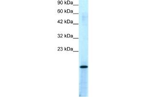 WB Suggested Anti-PC4 Antibody Titration:  0. (SUB1 Antikörper  (Middle Region))