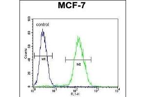 ABHDB Antibody (Center) (ABIN653369 and ABIN2842841) flow cytometric analysis of MCF-7 cells (right histogram) compared to a negative control cell (left histogram). (ABHD11 Antikörper  (AA 176-205))