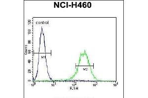 ENPEP Antibody (C-term) (ABIN656026 and ABIN2845400) flow cytometric analysis of NCI- cells (right histogram) compared to a negative control cell (left histogram). (ENPEP Antikörper  (C-Term))