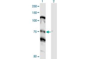 Western Blot analysis of NOLC1 expression in transfected 293T cell line by NOLC1 monoclonal antibody (M01), clone 3F8. (NOLC1 Antikörper  (AA 590-699))