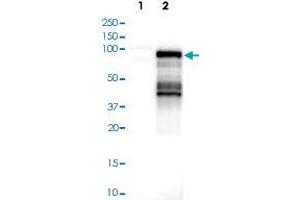 Western blot analysis of Lane 1: Negative control (vector only transfected HEK293T lysate); Lane 2: Over-expression lysate (Co-expressed with a C-terminal myc-DDK tag (~3. (AF9 Antikörper)