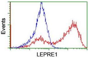 HEK293T cells transfected with either RC222535 overexpress plasmid (Red) or empty vector control plasmid (Blue) were immunostained by anti-LEPRE1 antibody (ABIN2455943), and then analyzed by flow cytometry. (LEPRE1 Antikörper)