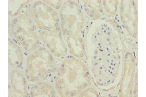 Immunohistochemistry of paraffin-embedded human kidney tissue using ABIN7142431 at dilution of 1:100 (MRPL49 Antikörper  (AA 1-166))
