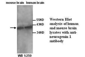 Image no. 1 for anti-Neurogenin 1 (NEUROG1) (N-Term) antibody (ABIN791013) (Neurogenin 1 Antikörper  (N-Term))