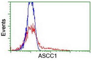 HEK293T cells transfected with either RC201872 overexpress plasmid (Red) or empty vector control plasmid (Blue) were immunostained by anti-ASCC1 antibody (ABIN2455148), and then analyzed by flow cytometry. (ASCC1 Antikörper)