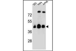 Western blot analysis of OR4C13 Antibody (N-term) in 293, Hela, Jurkat cell line lysates (35ug/lane). (OR4C13 Antikörper  (N-Term))