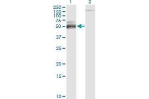 Western Blotting (WB) image for anti-Activating Transcription Factor 4 (Tax-Responsive Enhancer Element B67) (ATF4) (AA 171-270) antibody (ABIN559979)