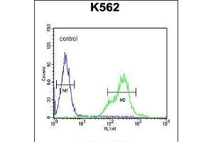 Flow cytometric analysis of K562 cells (right histogram) compared to a negative control cell (left histogram). (KCNH4 Antikörper  (N-Term))