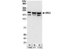 Western Blotting (WB) image for anti-Nuclear Receptor Coactivator 2 (NCOA2) (C-Term) antibody (ABIN7454615)