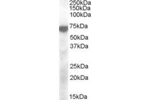 ABIN263168 (2µg/ml) staining of Cerebellum lysate (35µg protein in RIPA buffer). (KCNQ4 Antikörper  (Internal Region))