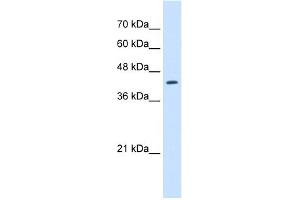 WB Suggested Anti-RNF165 Antibody Titration:  2. (RNF165 Antikörper  (N-Term))