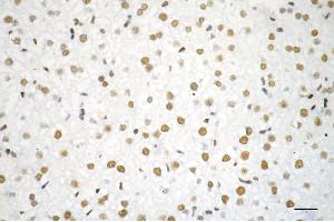 Immunohistochemistry was performed on paraffin-embedded mouse liver using RBBP4 antibody (ABIN7800185), 1:200). (Rekombinanter Retinoblastoma Binding Protein 4 Antikörper)