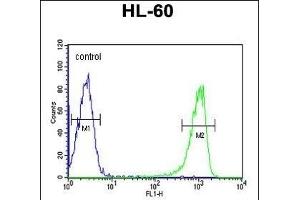 TNFSF11 Antibody (N-term) (ABIN652842 and ABIN2842547) flow cytometric analysis of HL-60 cells (right histogram) compared to a negative control cell (left histogram). (RANKL Antikörper  (N-Term))