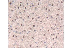 IHC-P analysis of liver tissue, with DAB staining. (SRSF1 Antikörper  (AA 16-224))