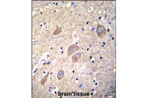 VSNL1 Antibody immunohistochemistry analysis in formalin fixed and paraffin embedded human brain tissue followed by peroxidase conjugation of the secondary antibody and DAB staining. (VSNL1 Antikörper  (AA 47-75))