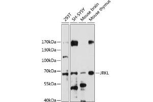 Western blot analysis of extracts of various cell lines, using JRKL antibody (ABIN7268044) at 1:1000 dilution. (JRKL Antikörper  (AA 225-524))
