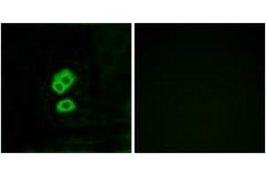 Immunofluorescence analysis of MCF7 cells, using OR2T10 Antibody. (OR2T10 Antikörper  (AA 141-190))
