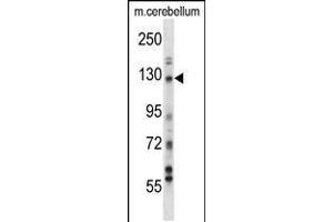 Western blot analysis in mouse cerebellum tissue lysates (35ug/lane). (USP15 Antikörper  (N-Term))