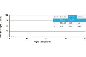 Protein Array (PAr) image for anti-Parvalbumin (PVALB) antibody (ABIN7455989) (PVALB Antikörper)