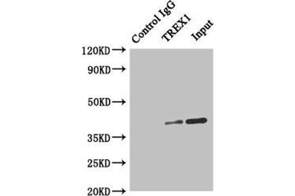 TREX1 Antikörper  (AA 1-270)