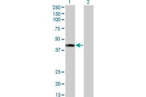 AFF4 Antikörper  (AA 1-108)