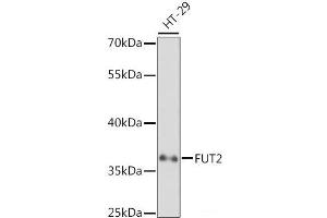 Western blot analysis of extracts of HT-29 cells using FUT2 Polyclonal Antibody at dilution of 1:1000. (FUT2 Antikörper)