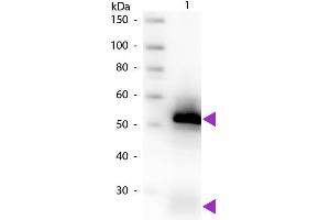 Western blot of Biotin conjugated Goat Anti-Rabbit IgG Pre-Adsorbed secondary antibody. (Ziege anti-Kaninchen IgG (Heavy & Light Chain) Antikörper (Biotin) - Preadsorbed)