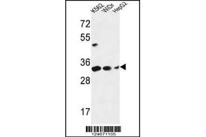 Western blot analysis in K562,WiDr,HepG2 cell line lysates (35ug/lane). (PYCR1 Antikörper  (C-Term))