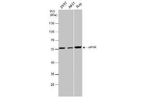 WB Image uPAR antibody detects uPAR protein by western blot analysis. (PLAUR Antikörper)
