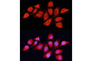 Immunofluorescence analysis of HeLa cells using PDH Polyclonal Antibody (ABIN6132882, ABIN6145379, ABIN6145381 and ABIN6225274) at dilution of 1:100 (40x lens). (PDHA2 Antikörper  (AA 119-388))