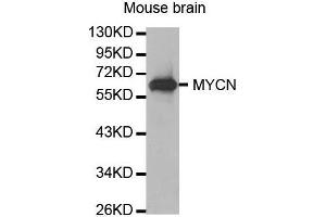Western Blotting (WB) image for anti-N-Myc Proto-Oncogene Protein (MYCN) (AA 168-267) antibody (ABIN1680957)