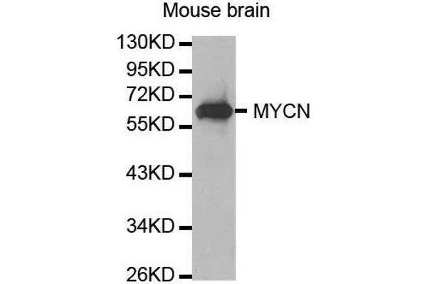 MYCN 抗体  (AA 168-267)