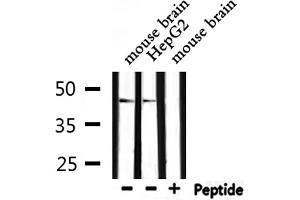 Western blot analysis of extracts from mouse brain, HepG2, using wnt1 antibody. (WNT1 Antikörper  (C-Term))