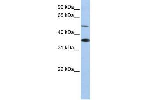 WB Suggested Anti-RHBG Antibody Titration:  0. (RHBG Antikörper  (C-Term))