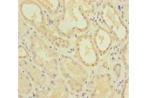 Immunohistochemistry of paraffin-embedded human kidney tissue using ABIN7159655 at dilution of 1:100