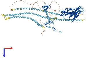 Dynactin 1 Protein (DCTN1) (AA 1-1281) (His tag)