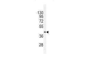 RMD1 Antibody (N-term) (ABIN655830 and ABIN2845248) western blot analysis in mouse heart tissue lysates (35 μg/lane). (RMD1 Antikörper  (N-Term))