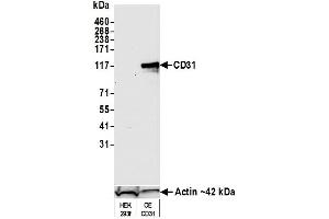 Western Blotting (WB) image for anti-Platelet/endothelial Cell Adhesion Molecule (PECAM1) (AA 1-50) antibody (ABIN7449414)