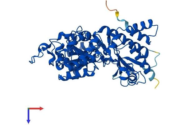 KYNU Protein (AA 1-464) (His tag)