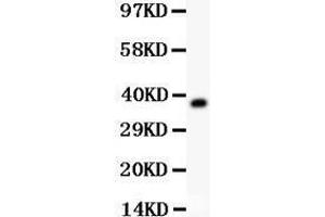 Western Blotting (WB) image for anti-alpha-2-HS-Glycoprotein (AHSG) (AA 19-345) antibody (ABIN3043533) (Fetuin A Antikörper  (AA 19-345))