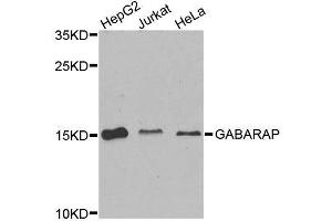 Western blot analysis of extracts of various cell lines, using GABARAP antibody. (GABARAP Antikörper  (AA 1-100))