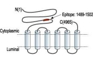 anti-Ryanodine Receptor 2 (Cardiac) (RYR2) (AA 1489-1502), (Intracellular), (N-Term) antibody