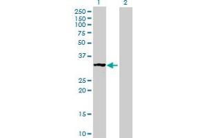 Western Blot analysis of MRPS2 expression in transfected 293T cell line by MRPS2 MaxPab polyclonal antibody. (MRPS2 Antikörper  (AA 1-296))