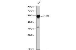 Western blot analysis of extracts of A-375 cells using HSD3B1 Polyclonal Antibody at dilution of 1:1000. (HSD3B1 Antikörper)
