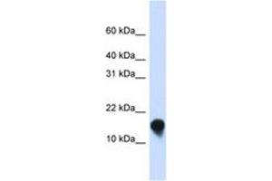 Image no. 1 for anti-FXYD Domain Containing Ion Transport Regulator 1 (FXYD1) (N-Term) antibody (ABIN6743426)