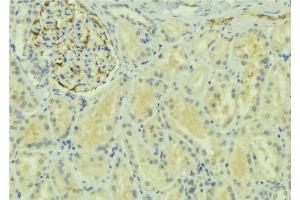 ABIN6277740 at 1/100 staining Mouse kidney tissue by IHC-P. (Raptor Antikörper  (C-Term))