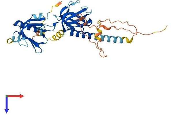 DOK4 Protein (AA 1-326) (His tag)
