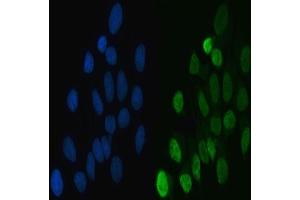 IF analysis of hnRNP L/HNRNPL using anti-hnRNP L/HNRNPL antibody (ABIN7600130). (HNRNPL Antikörper  (AA 152-569))